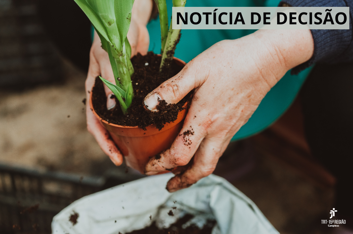 No momento você está vendo 10ª Câmara mantém sentença que rejeitou pedido de adicional de insalubridade em cultivo de plantas ornamentais